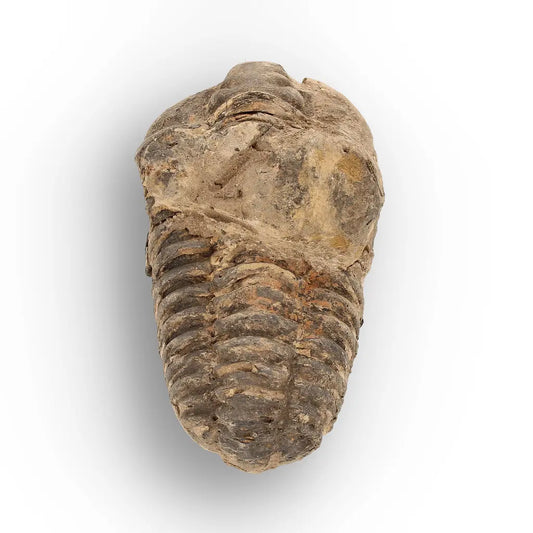 Get your Calymene Trilobite Fossil – Authentic Moroccan Collectors Piece online now or in store at Forever Gems in Franschhoek, South Africa