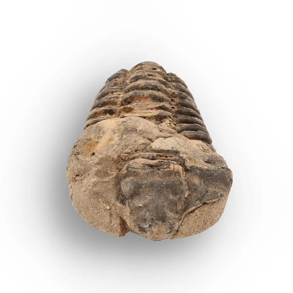 Get your Calymene Trilobite Fossil – Authentic Moroccan Collectors Piece online now or in store at Forever Gems in Franschhoek, South Africa