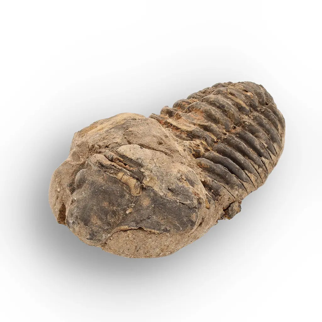 Get your Calymene Trilobite Fossil – Authentic Moroccan Collectors Piece online now or in store at Forever Gems in Franschhoek, South Africa
