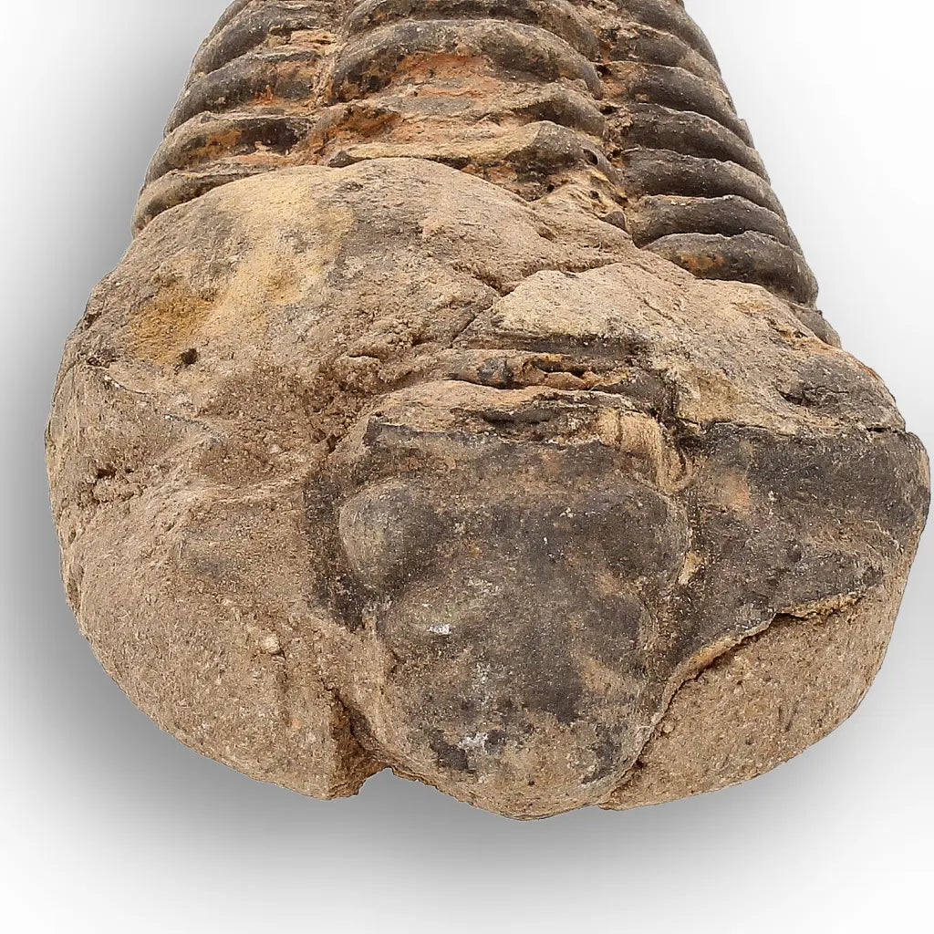 Get your Calymene Trilobite Fossil – Authentic Moroccan Collectors Piece online now or in store at Forever Gems in Franschhoek, South Africa