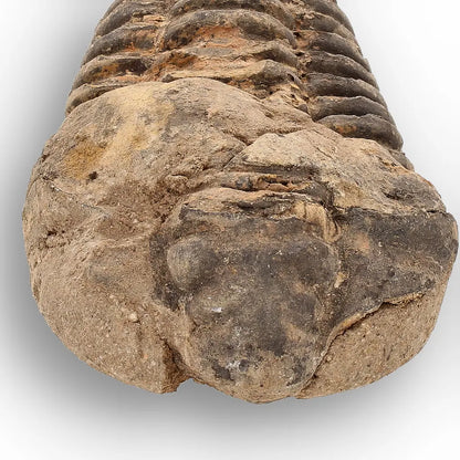 Get your Calymene Trilobite Fossil – Authentic Moroccan Collectors Piece online now or in store at Forever Gems in Franschhoek, South Africa