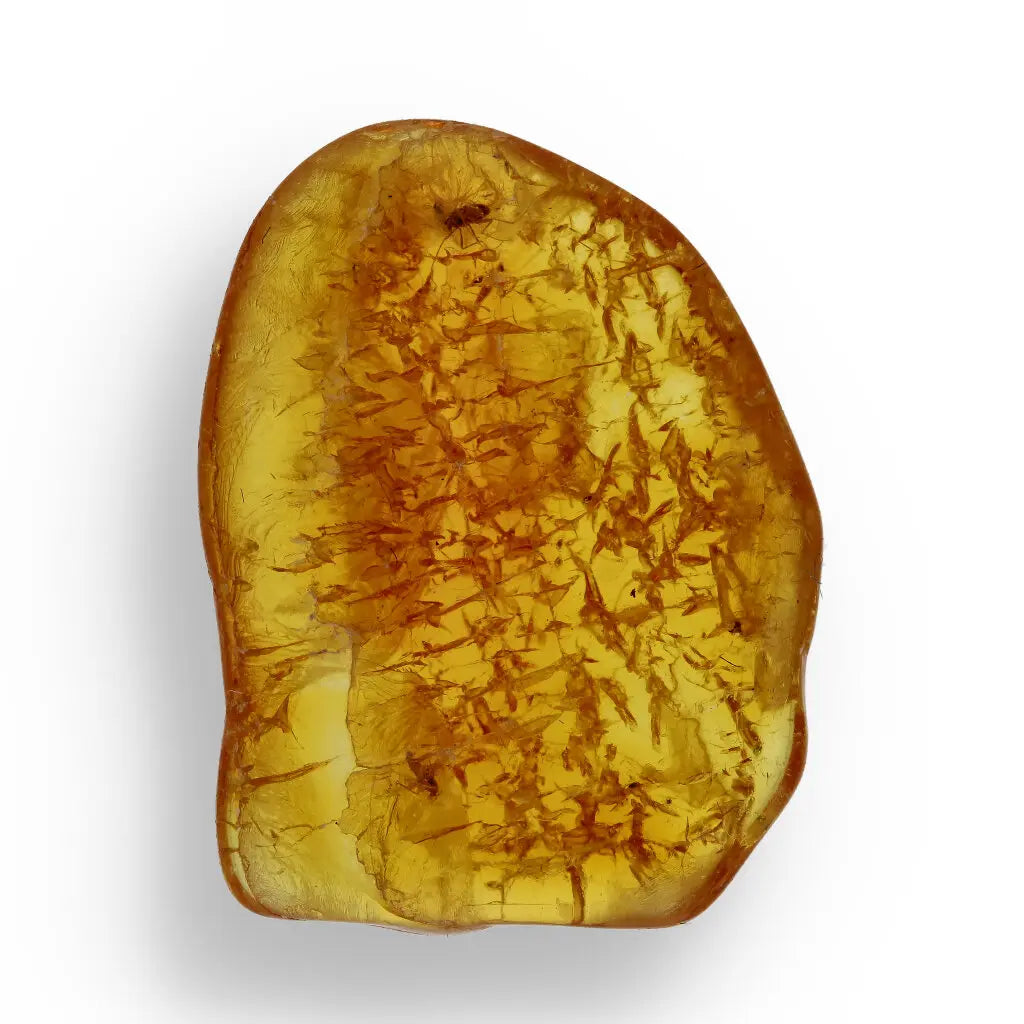 Get your Authentic Baltic Amber: Insect Frozen in Time online now or in store at Forever Gems in Franschhoek, South Africa