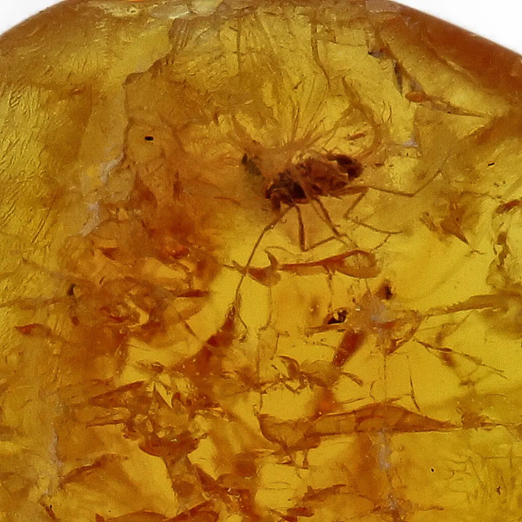 Get your Authentic Baltic Amber: Insect Frozen in Time online now or in store at Forever Gems in Franschhoek, South Africa