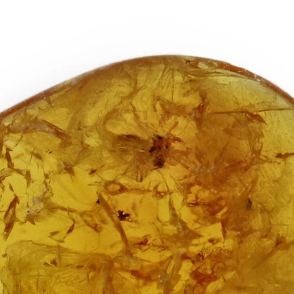 Get your Authentic Baltic Amber: Insect Frozen in Time online now or in store at Forever Gems in Franschhoek, South Africa