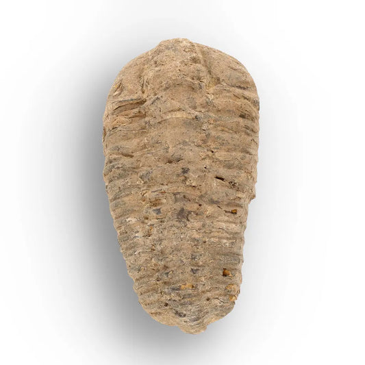 Get your Calymene Trilobite Fossil – Prehistoric Marine Icon from Morocco online now or in store at Forever Gems in Franschhoek, South Africa