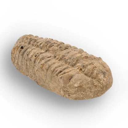 Get your Calymene Trilobite Fossil – Prehistoric Marine Icon from Morocco online now or in store at Forever Gems in Franschhoek, South Africa