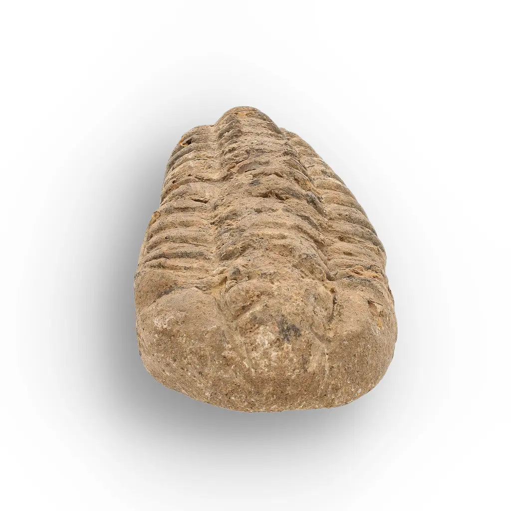 Get your Calymene Trilobite Fossil – Prehistoric Marine Icon from Morocco online now or in store at Forever Gems in Franschhoek, South Africa