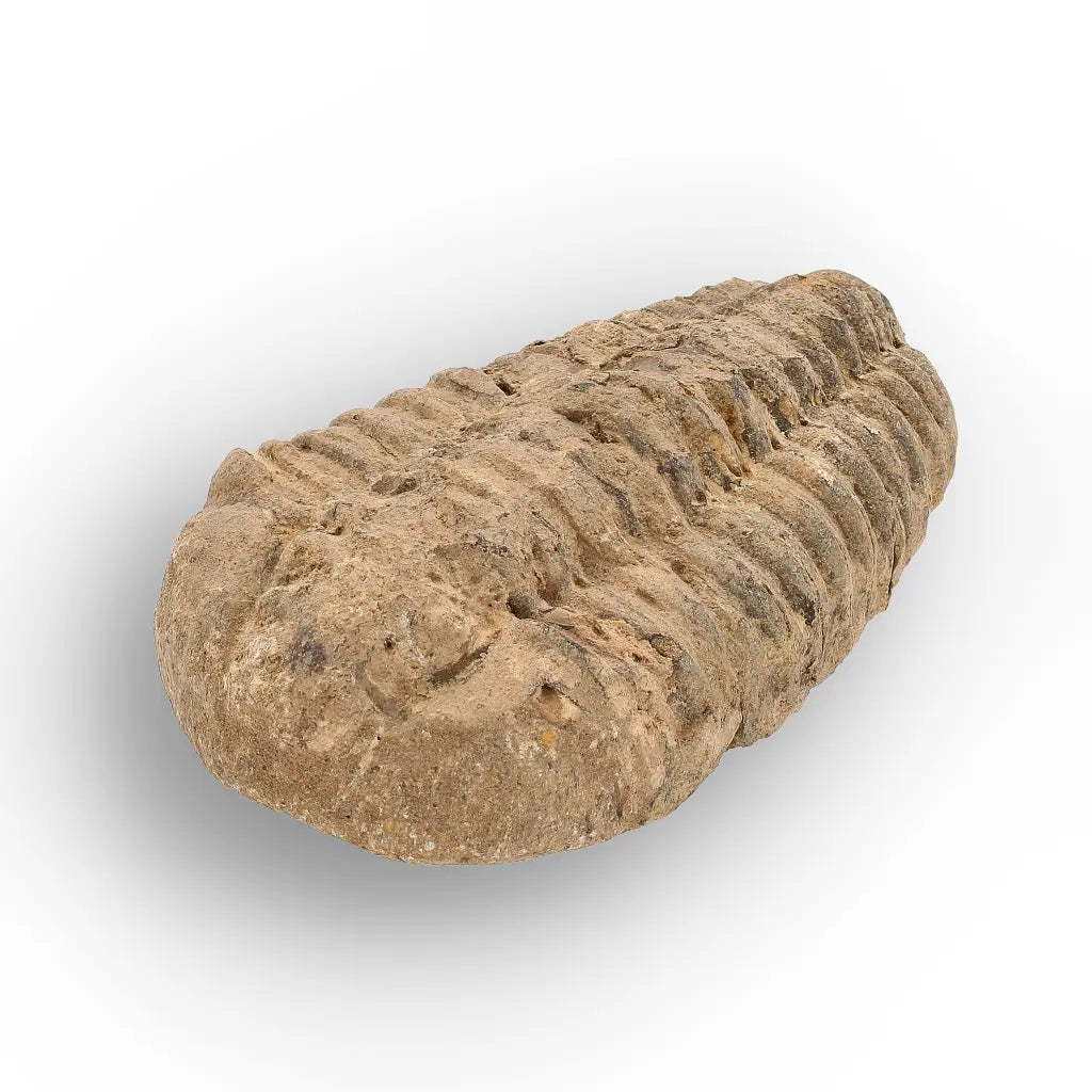 Get your Calymene Trilobite Fossil – Prehistoric Marine Icon from Morocco online now or in store at Forever Gems in Franschhoek, South Africa