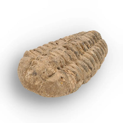 Get your Calymene Trilobite Fossil – Prehistoric Marine Icon from Morocco online now or in store at Forever Gems in Franschhoek, South Africa