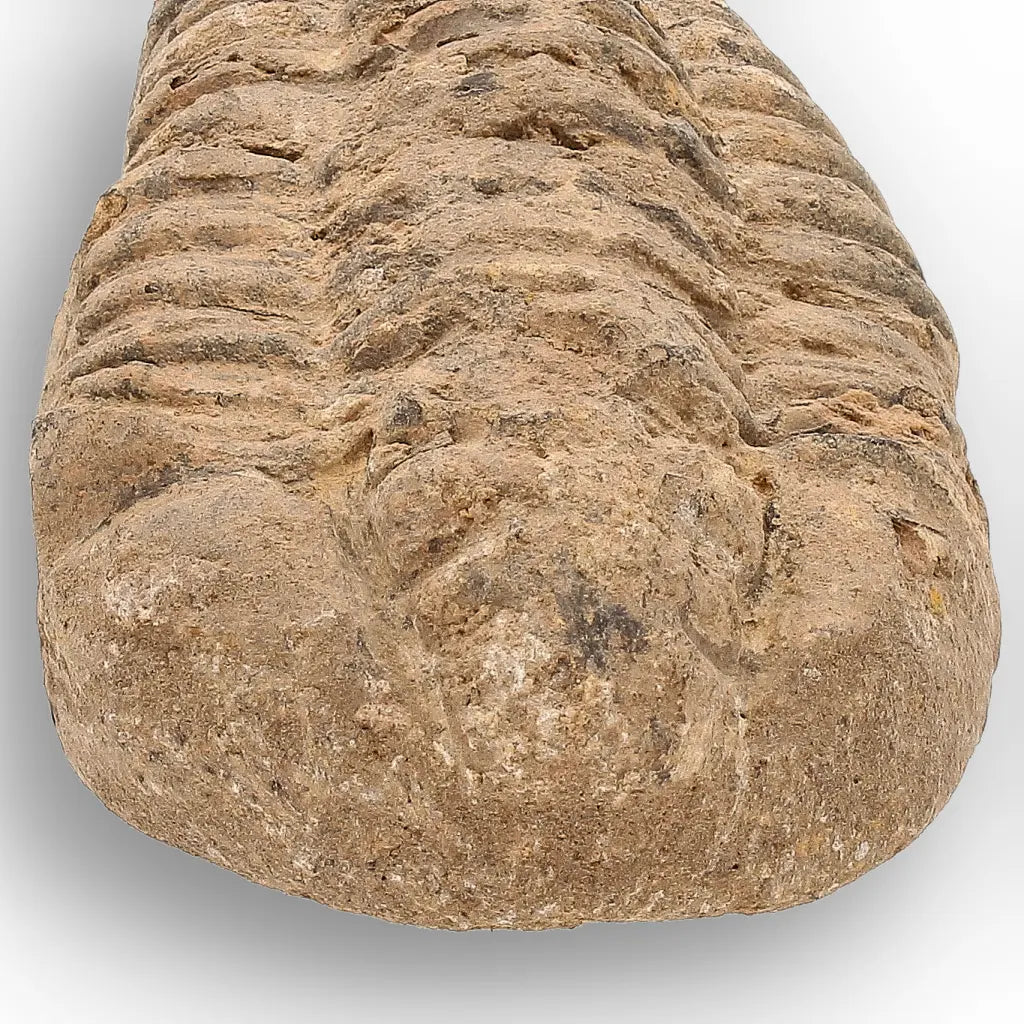 Get your Calymene Trilobite Fossil – Prehistoric Marine Icon from Morocco online now or in store at Forever Gems in Franschhoek, South Africa