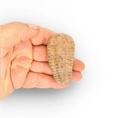 Get your Calymene Trilobite Fossil – Prehistoric Marine Icon from Morocco online now or in store at Forever Gems in Franschhoek, South Africa