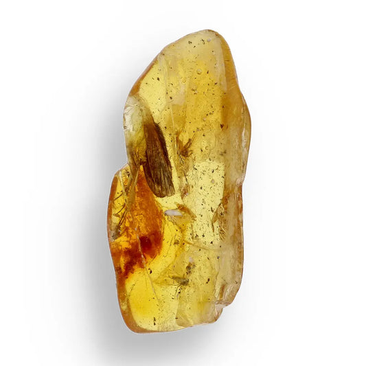 Get your Genuine Baltic Amber with Ancient Bug Inclusion online now or in store at Forever Gems in Franschhoek, South Africa