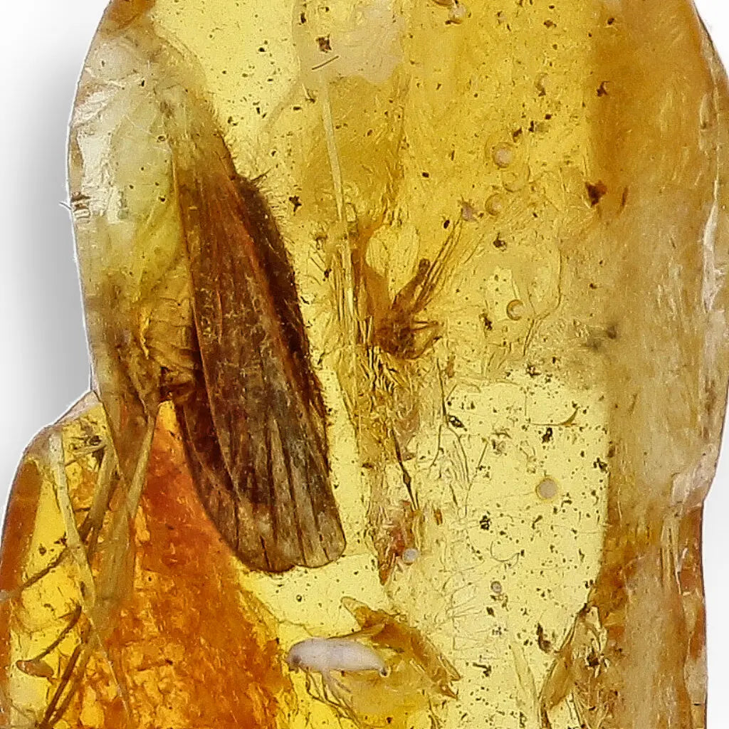 Get your Genuine Baltic Amber with Ancient Bug Inclusion online now or in store at Forever Gems in Franschhoek, South Africa