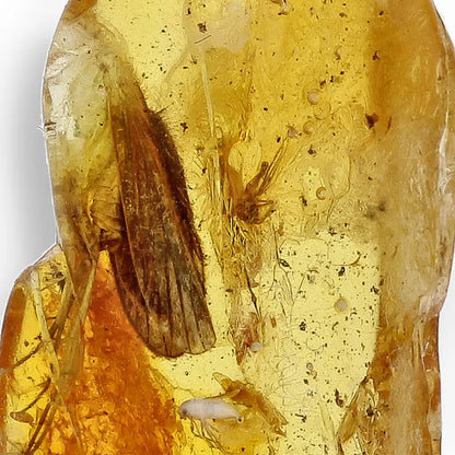 Get your Genuine Baltic Amber with Ancient Bug Inclusion online now or in store at Forever Gems in Franschhoek, South Africa