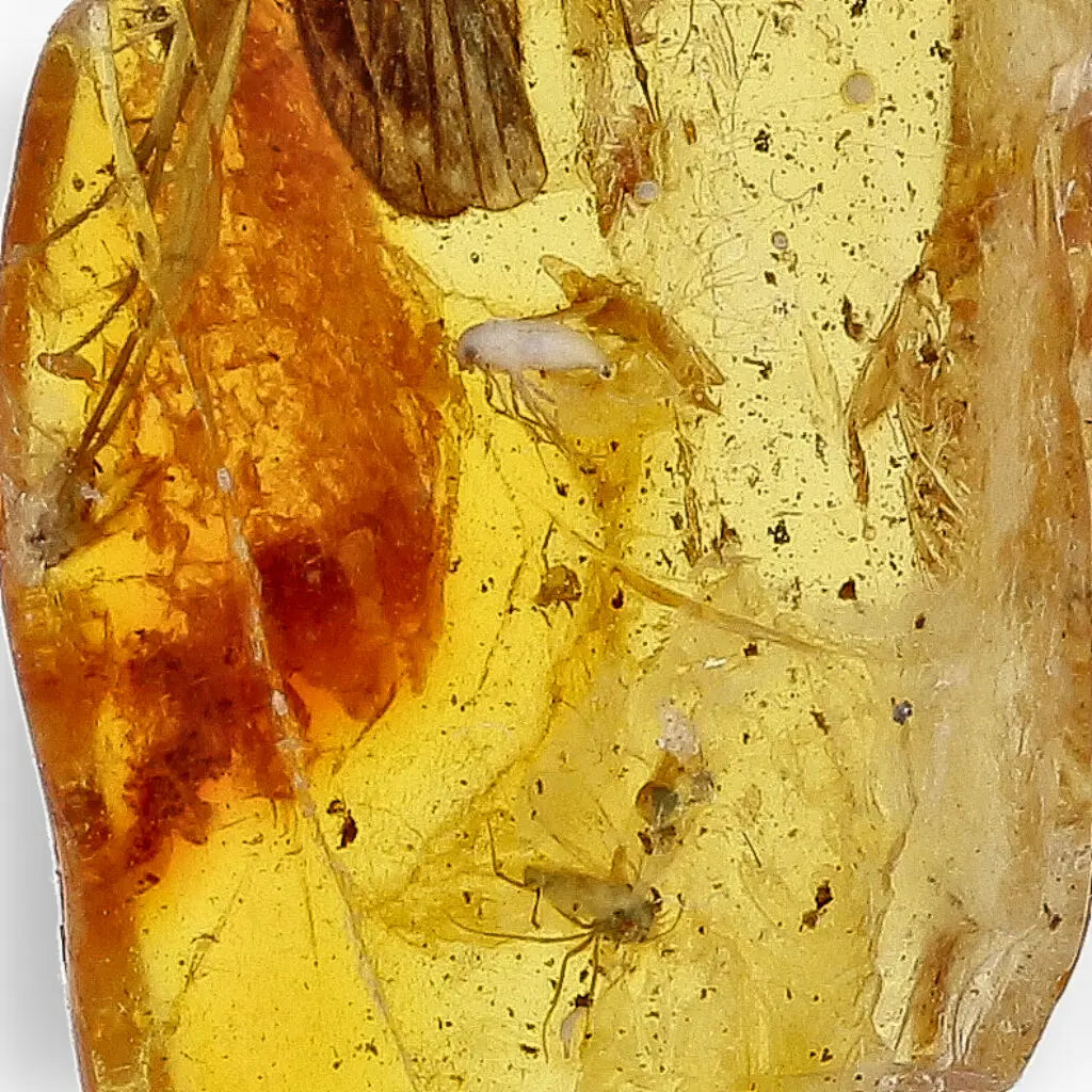 Get your Genuine Baltic Amber with Ancient Bug Inclusion online now or in store at Forever Gems in Franschhoek, South Africa