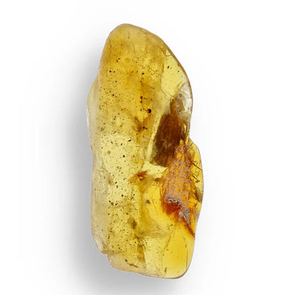 Get your Genuine Baltic Amber with Ancient Bug Inclusion online now or in store at Forever Gems in Franschhoek, South Africa