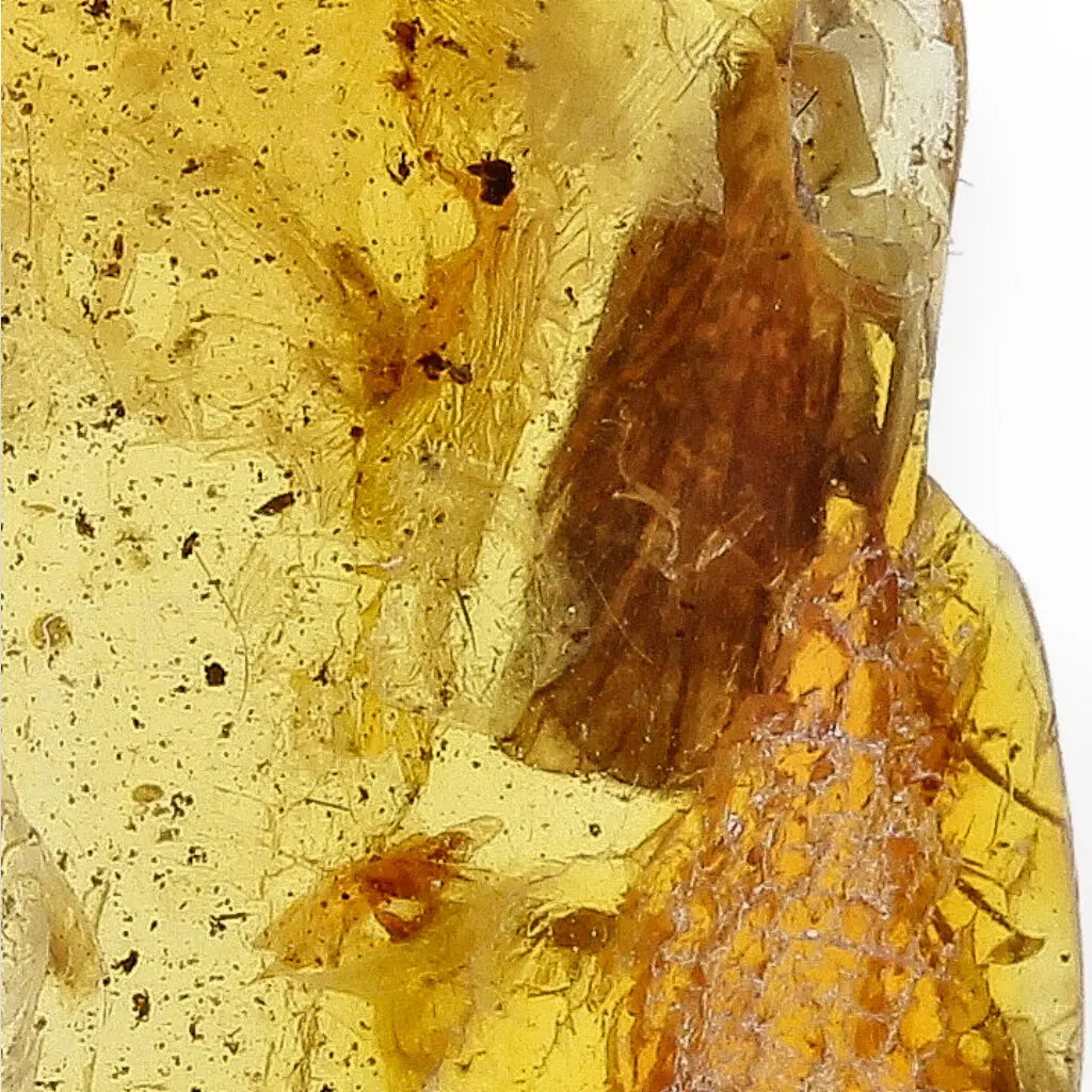 Get your Genuine Baltic Amber with Ancient Bug Inclusion online now or in store at Forever Gems in Franschhoek, South Africa