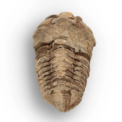 Get your Calymene Trilobite Fossil – Timeless Relic of Ancient Oceans online now or in store at Forever Gems in Franschhoek, South Africa