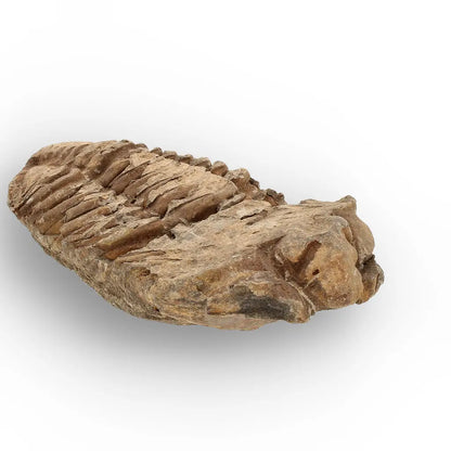 Get your Calymene Trilobite Fossil – Timeless Relic of Ancient Oceans online now or in store at Forever Gems in Franschhoek, South Africa