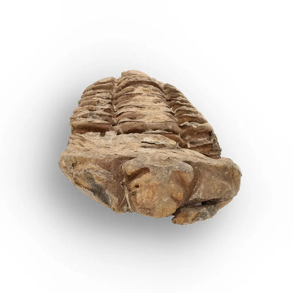 Get your Calymene Trilobite Fossil – Timeless Relic of Ancient Oceans online now or in store at Forever Gems in Franschhoek, South Africa