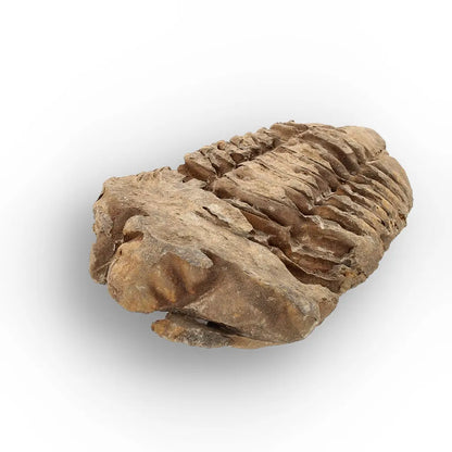Get your Calymene Trilobite Fossil – Timeless Relic of Ancient Oceans online now or in store at Forever Gems in Franschhoek, South Africa