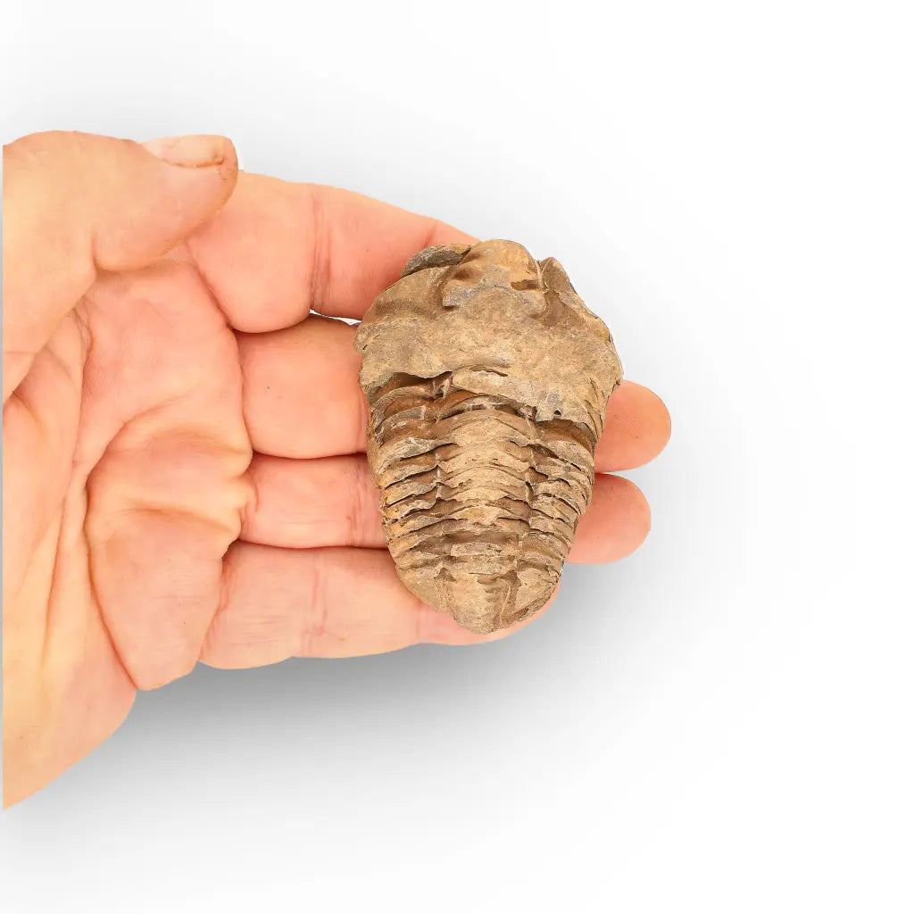 Get your Calymene Trilobite Fossil – Timeless Relic of Ancient Oceans online now or in store at Forever Gems in Franschhoek, South Africa