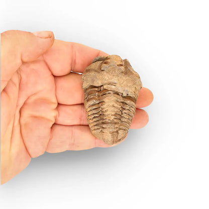 Get your Calymene Trilobite Fossil – Timeless Relic of Ancient Oceans online now or in store at Forever Gems in Franschhoek, South Africa
