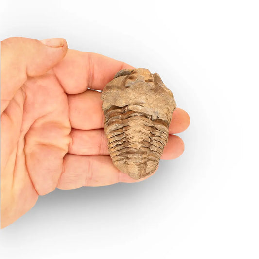 Get your Calymene Trilobite Fossil – Timeless Relic of Ancient Oceans online now or in store at Forever Gems in Franschhoek, South Africa