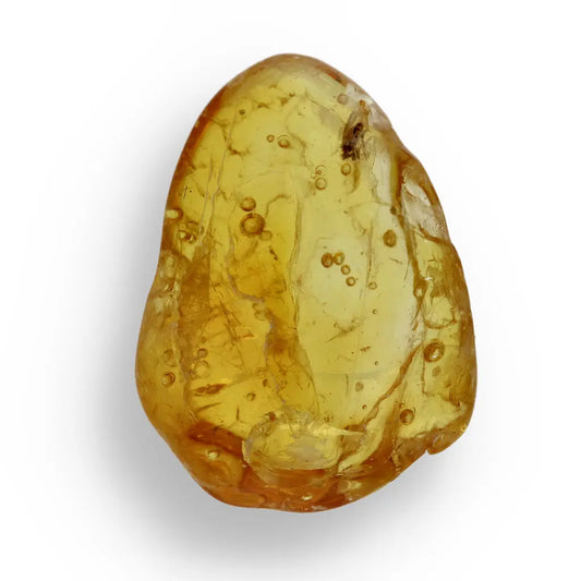 Get your Natural Baltic Amber - Prehistoric Insect Preserved online now or in store at Forever Gems in Franschhoek, South Africa