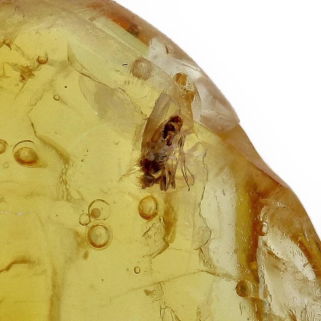 Get your Natural Baltic Amber - Prehistoric Insect Preserved online now or in store at Forever Gems in Franschhoek, South Africa