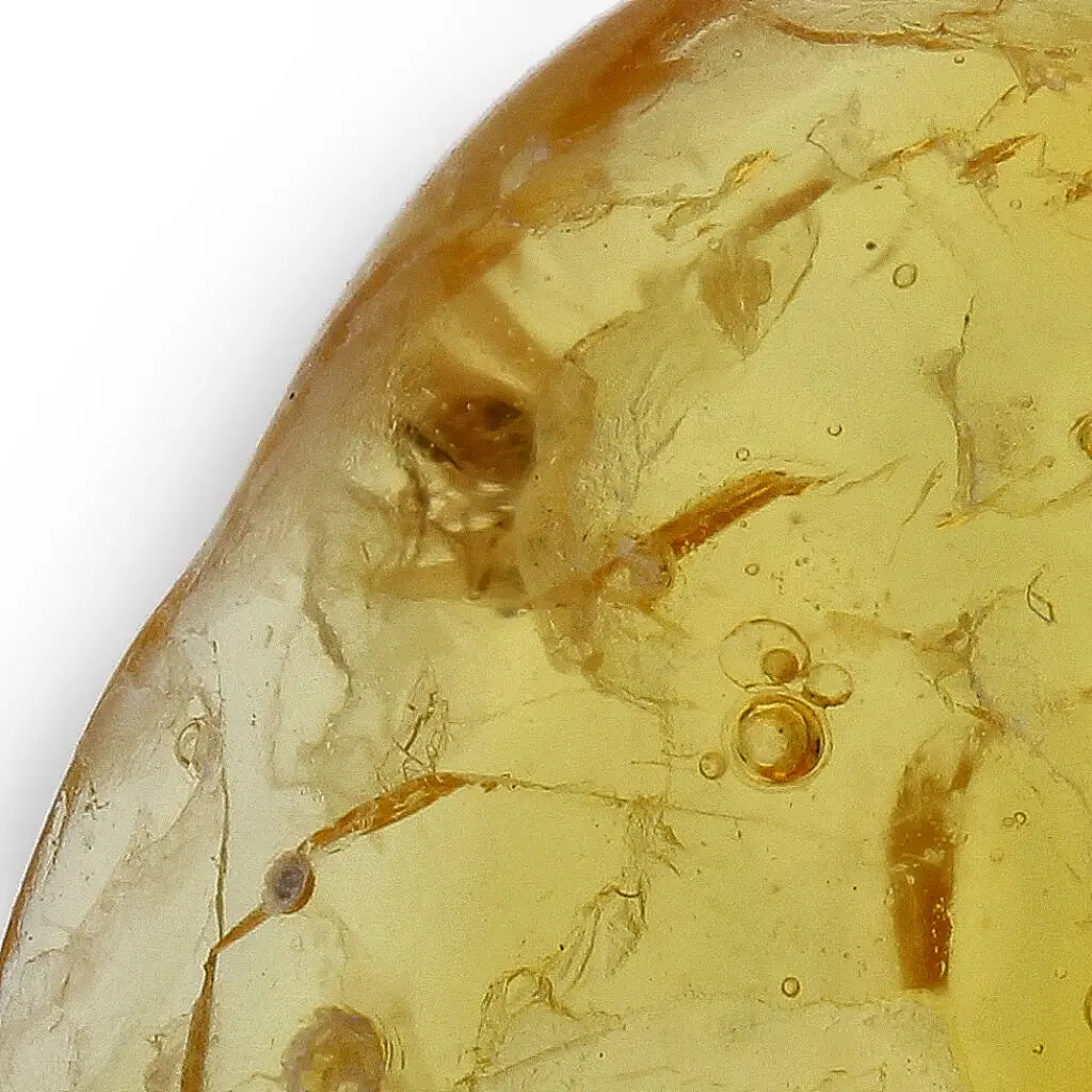 Get your Natural Baltic Amber - Prehistoric Insect Preserved online now or in store at Forever Gems in Franschhoek, South Africa