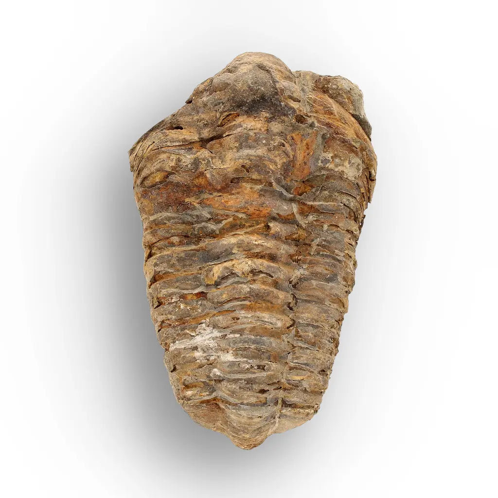 Get your Calymene Trilobite Fossil – Silurian Sea Creature from Morocco online now or in store at Forever Gems in Franschhoek, South Africa