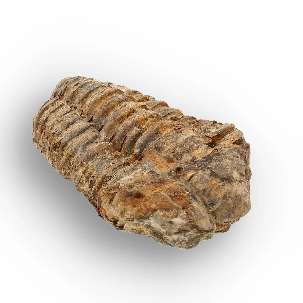 Get your Calymene Trilobite Fossil – Silurian Sea Creature from Morocco online now or in store at Forever Gems in Franschhoek, South Africa