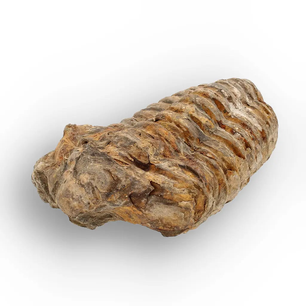 Get your Calymene Trilobite Fossil – Silurian Sea Creature from Morocco online now or in store at Forever Gems in Franschhoek, South Africa
