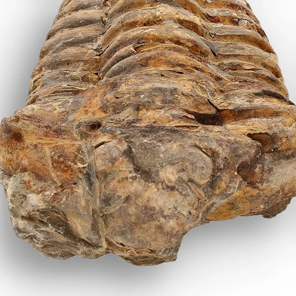 Get your Calymene Trilobite Fossil – Silurian Sea Creature from Morocco online now or in store at Forever Gems in Franschhoek, South Africa