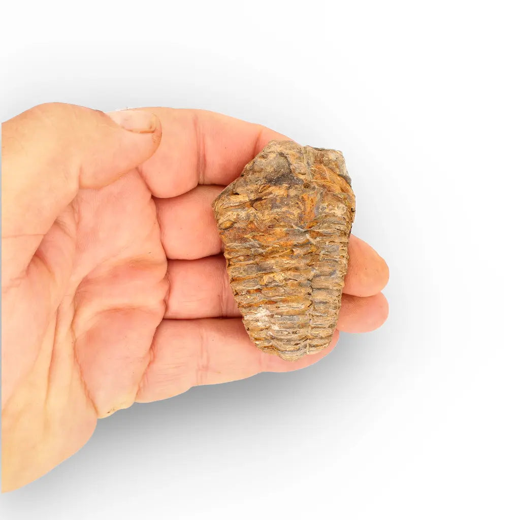 Get your Calymene Trilobite Fossil – Silurian Sea Creature from Morocco online now or in store at Forever Gems in Franschhoek, South Africa