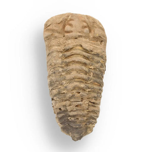 Calymene Trilobite Fossil – Ancient Sea Creature in Stone