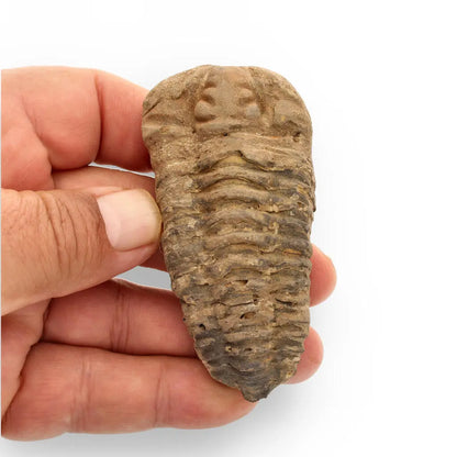 Buy your Calymene Trilobite Fossil – Ancient Sea Creature in Stone online now or in store at Forever Gems in Franschhoek, South Africa