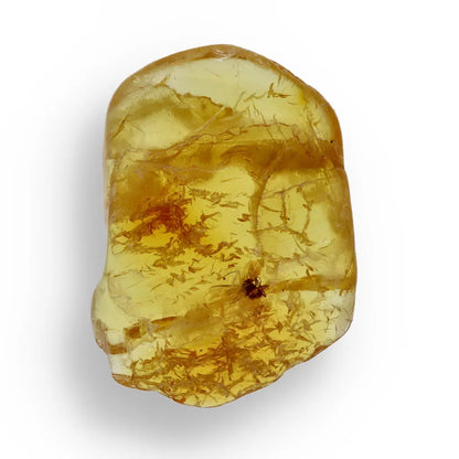 Get your Real Baltic Amber Fossil with Insect Inside online now or in store at Forever Gems in Franschhoek, South Africa