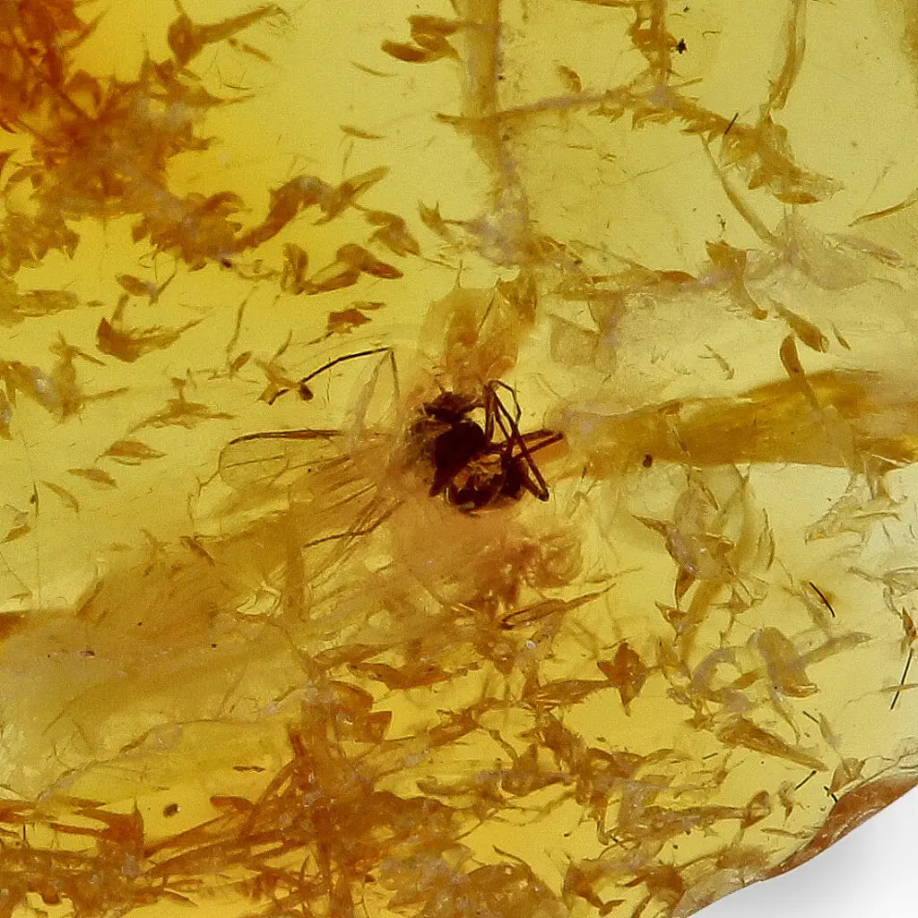 Get your Real Baltic Amber Fossil with Insect Inside online now or in store at Forever Gems in Franschhoek, South Africa