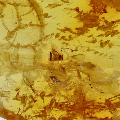 Get your Real Baltic Amber Fossil with Insect Inside online now or in store at Forever Gems in Franschhoek, South Africa
