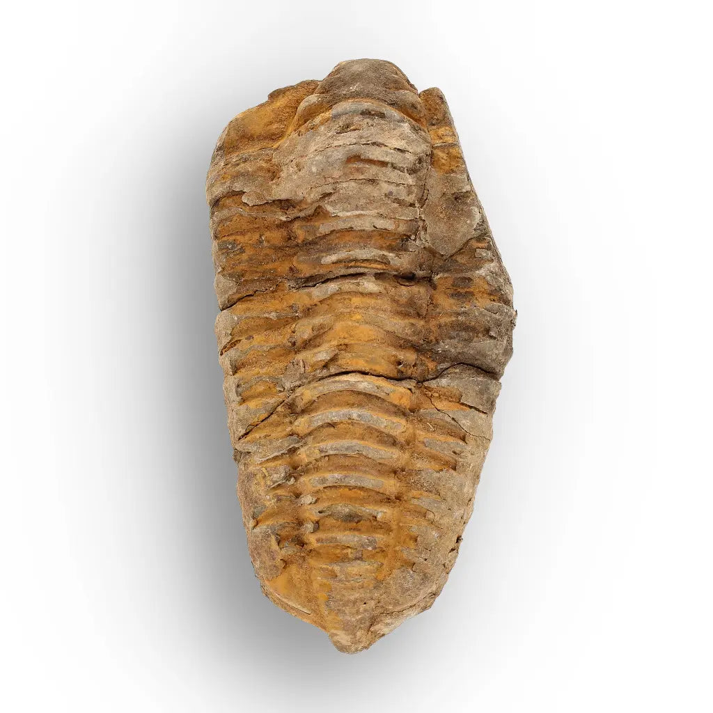 Get your Calymene Trilobite Fossil – 400 Million Year Old Sea Fossil online now or in store at Forever Gems in Franschhoek, South Africa