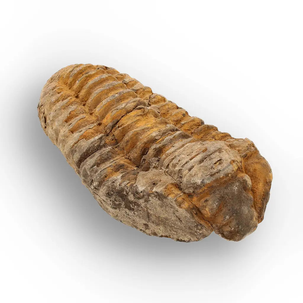 Get your Calymene Trilobite Fossil – 400 Million Year Old Sea Fossil online now or in store at Forever Gems in Franschhoek, South Africa