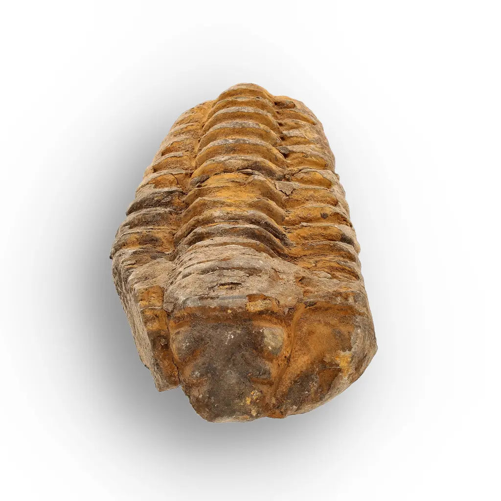 Get your Calymene Trilobite Fossil – 400 Million Year Old Sea Fossil online now or in store at Forever Gems in Franschhoek, South Africa