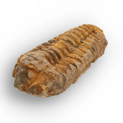 Get your Calymene Trilobite Fossil – 400 Million Year Old Sea Fossil online now or in store at Forever Gems in Franschhoek, South Africa