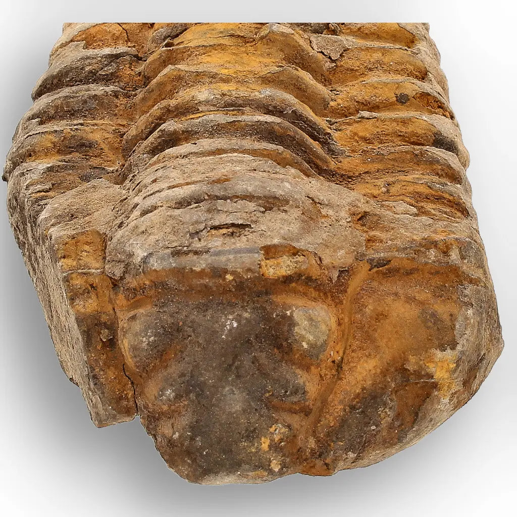 Get your Calymene Trilobite Fossil – 400 Million Year Old Sea Fossil online now or in store at Forever Gems in Franschhoek, South Africa