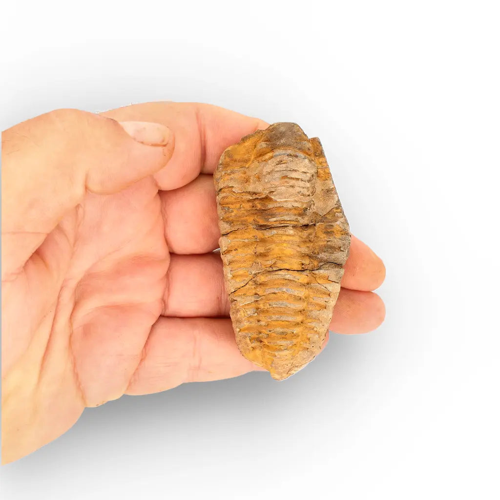 Get your Calymene Trilobite Fossil – 400 Million Year Old Sea Fossil online now or in store at Forever Gems in Franschhoek, South Africa
