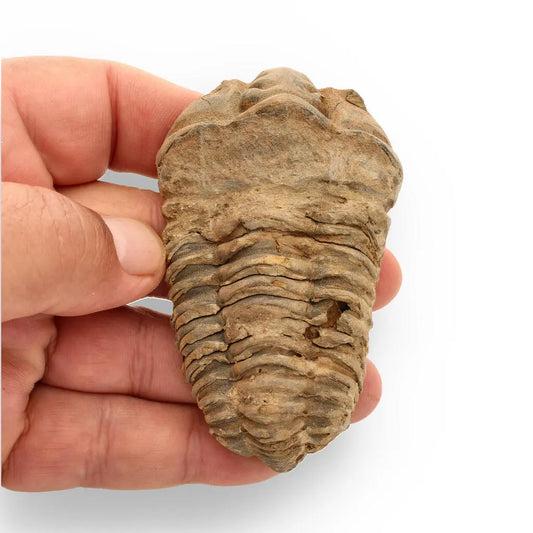 Calymene Trilobite Fossil – A Glimpse into Earth's Past