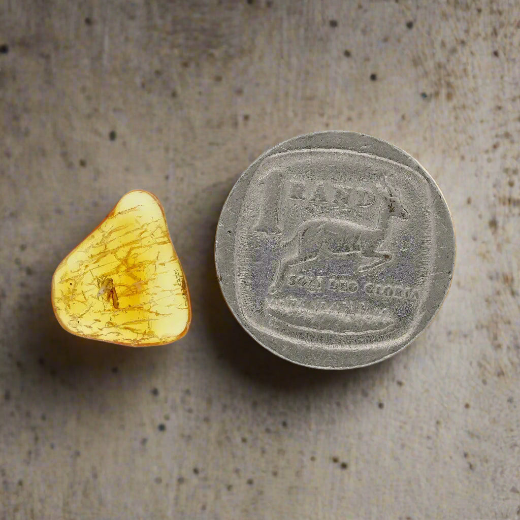 Get your Authentic Baltic Amber - Eocene Insect Encased online now or in store at Forever Gems in Franschhoek, South Africa