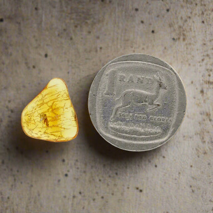 Get your Authentic Baltic Amber - Eocene Insect Encased online now or in store at Forever Gems in Franschhoek, South Africa